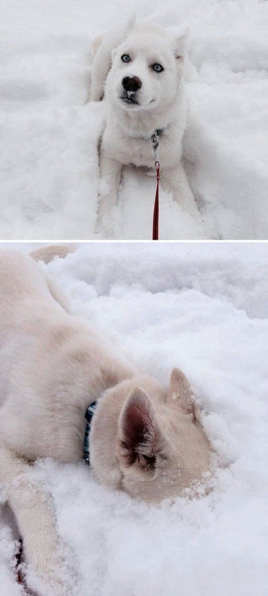 寒い 冷たい おもしろい 初めて雪を見た動物たちの反応を詰め合わせでお楽しみください マランダー