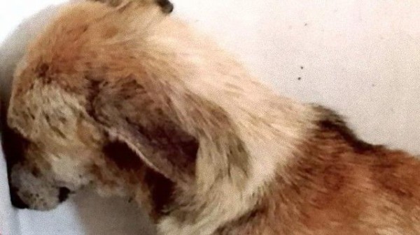 人間と目が合わせられない トラウマを持った犬 エンジェルが新たな家族のもとでハッピーライフを得るまで マランダー