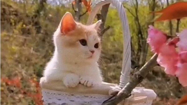 かご入り子猫 お散歩に行く おしゃれな子猫の散歩の様子がとってもかわいいんだってば マランダー