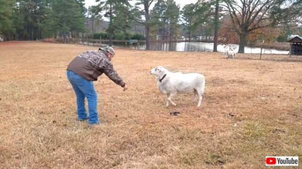 犬と勘違いすんな 羊に お手 をさせようとしてみたものの マランダー