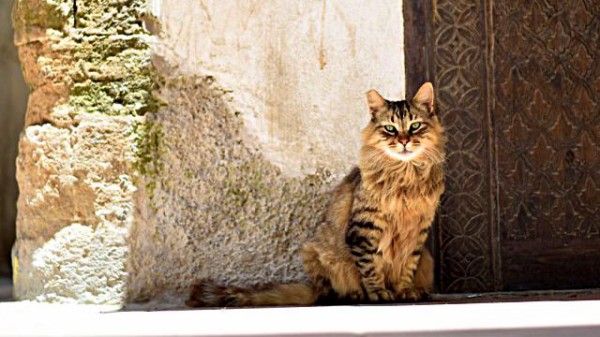 異国に住む猫たち モロッコ エッサウィラは猫の街だった マランダー