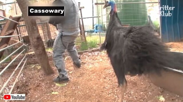 バッタリ出くわしたらどうしよう 世界で一番キケンな鳥 ヒクイドリの真実にズームイン マランダー