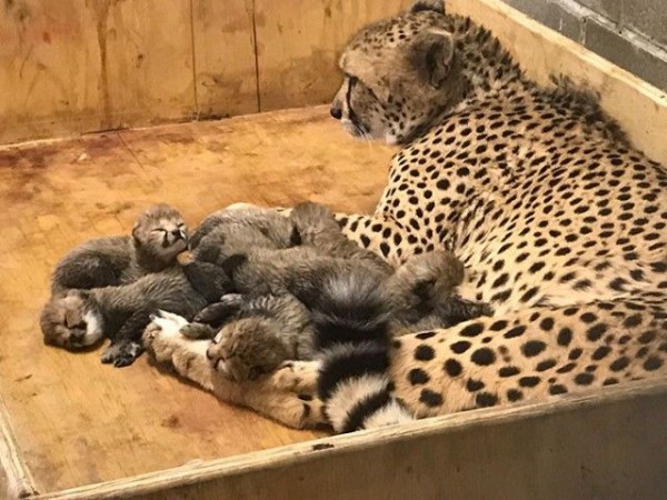 もこふわ八つ子ちゃんが生まれたよ！チーターの赤ちゃん激かわゆす