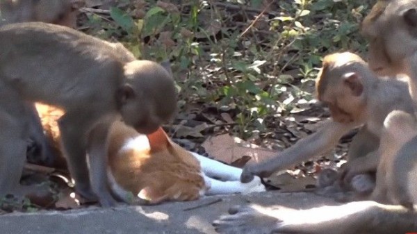 なかなか相容れないサルと猫 両者の愛と抗争の日々を映した動画が発見された マランダー