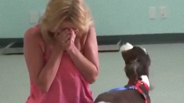 思わず胸をうたれる 病で歩けなかった犬 飼い主との再会 マランダー