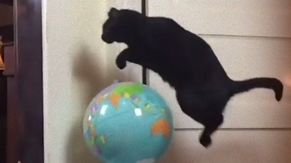 特技はジャンプです 地球すら軽々と飛び越える猫の跳躍力 マランダー