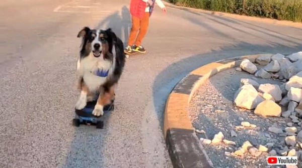 愛犬 こんなの楽勝 あのスケボードッグ ラウンドアバウトを難なくクリアする マランダー