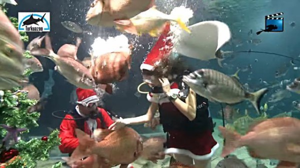 水族館にもクリスマスがやって来た サンタが泳ぐトルコの水族館 マランダー