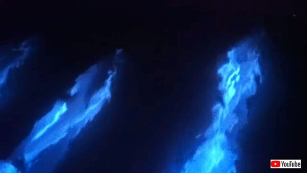 えっ イルカが青白く光ってる 発光生物の中を泳ぐイルカの群れが幻想的過ぎる件 マランダー