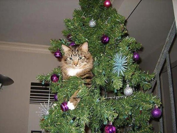 クリスマス ワシらのもんじゃい 猫によるクリスマスツリー乗っ取り事案 マランダー
