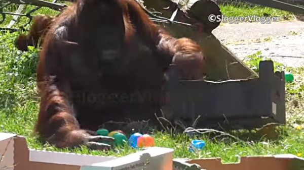 遊んだあと出しっぱなしにしてちゃダメでしょ オモチャのお片付けをするオランウータンのお母さん マランダー