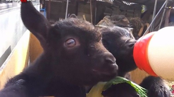 見てると心がぴょんぴょんするのがヤギだから 小ヤギたちのかわいさを堪能できる総集編動画が発見されたよ マランダー