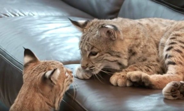 大きな猫と暮らしたい。2匹のボブキャットと暮らす毎日ってどんな感じ 