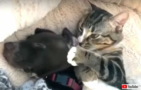 愛おしいニャ 遊ぼうワン 月曜の朝は 犬と猫の仲良しさんズに癒しと笑顔をもらいたい マランダー