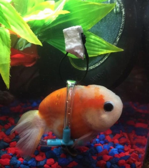 うまく浮かべない 病気の金魚のために手作りの車いすを マランダー