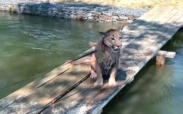 水遊びのシーズン到来 そしてピューマのメッシくん 川で思わずおぼれかける マランダー