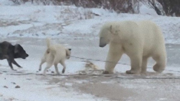 寒冷地で生まれた異種間友情 ホッキョクグマと犬の危険な遊び マランダー