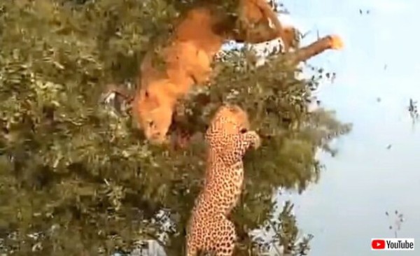ヒョウ まさかここまで来るなんて 木の上の獲物を狙い 木登りに挑戦するライオン マランダー