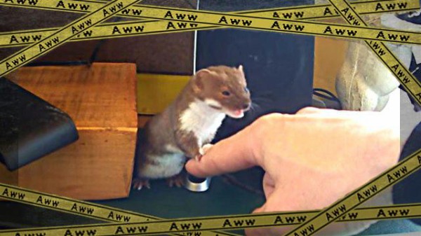 遊んで遊んで パソコンを使ってたら必ず邪魔しに来る可愛いヤツ マランダー