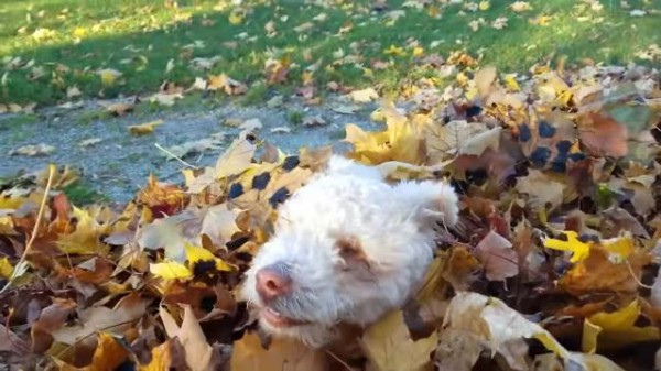 目は見えなくても自然を感じるよ 生まれつき目の見えない子犬のヘンリーさん 落ち葉で遊ぶ マランダー