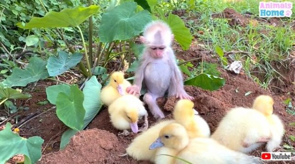 小さなお猿さん あたちがみんなのお世話するの と まるで親鳥のようにアヒルのヒナの面倒を見る マランダー