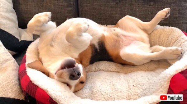 ねぼすけビーグル犬 まだ全然寝足りないよ と今日もたっぷりお昼寝を楽しむ マランダー