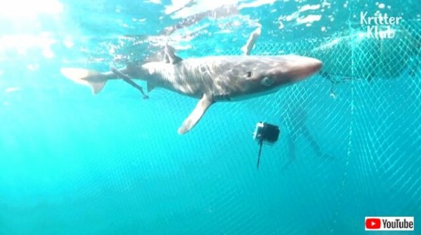 レストランで売り物のサメが出産 フトツノザメのお母さんと赤ちゃん 無事に海に帰る マランダー