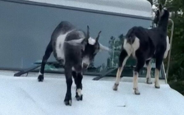 子ヤギたちが郵便屋さんのトラックをジャックした バンパーでとことこ観察する子ヤギたち マランダー