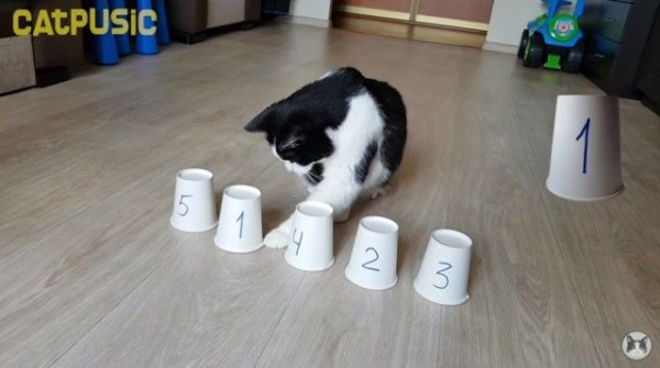 こんにゃのお茶の子さいさいにゃ 保護猫プーシクくん コップに隠されたボールを当てまくる マランダー