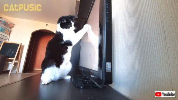 この猫をどうにかしてください ハチワレ猫の攻撃にテレビが忍耐の限界を迎えた模様 マランダー この猫をどうにかしてください ハチワレ猫の攻撃にテレビが忍耐の限界を迎えた模様 マランダー