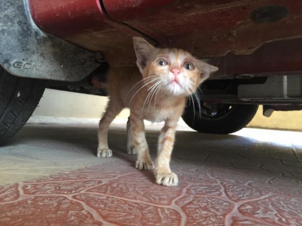 車の下で悲しそうな目をしていた子猫 6か月後にこんなにかわいい甘えん坊猫に マランダー