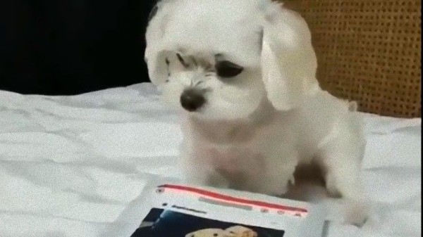なるほど キーボードってそうたたくのね 飼い主を真似してやってみた犬 猛烈に掘り出す マランダー なるほど キーボードってそうたたくのね 飼い主を真似してやってみた犬 猛烈に掘り出す マランダー