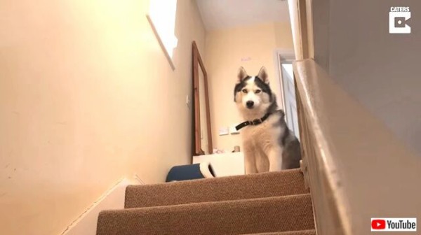 やっぱりハスキーだから仕方ない 階段の上から下りることを頑固に拒否してno と叫ぶ犬 マランダー