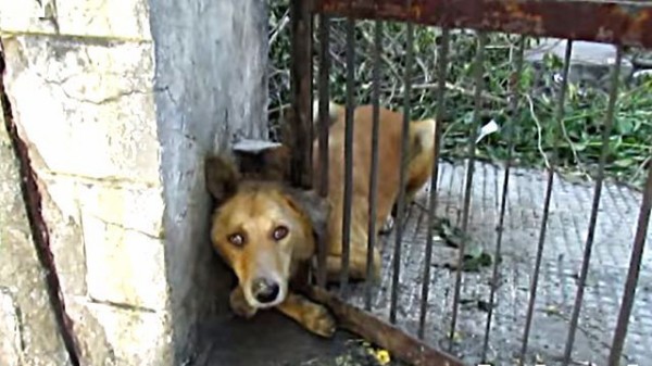 Animaaid インド ウダイプールの街中では 毎日こんな動物救出作戦が繰り広げられているらしい マランダー