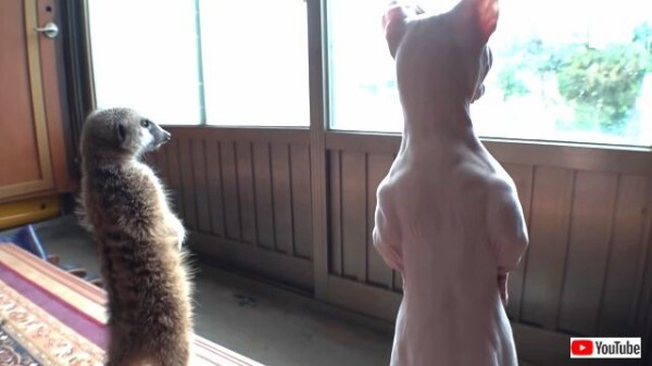 イタズラ好きでもやるときゃやります！ミーアキャットと猫の窓の向こう哨戒班 : マランダー