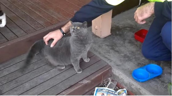 尻尾の付け根をカキカキされて 歓喜の鳴き声が止まらない猫の生態 マランダー