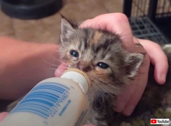 もう一度幸せになっていいのかな 閉ざされていた捨て猫の心を開いたのは 小さな小さな子猫だった マランダー
