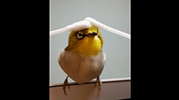 アンプ　手作り　小鳥　メジロ アンプ 小鳥 メジロ アンプ 手作り 小鳥 メジロ