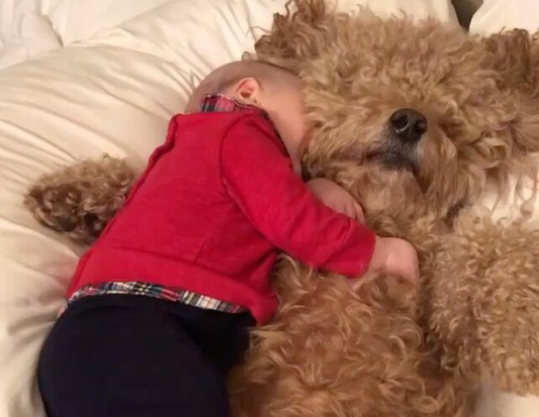 巨大なぬいぐるみかと思いきや犬 よりそってスヤスヤ眠る赤ちゃんとの最強かわいいタッグ動画 マランダー