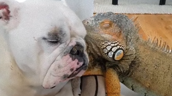イグアナとブルドッグの甘い関係 支え合いつつのお昼寝にみんながほっこりんちょ マランダー
