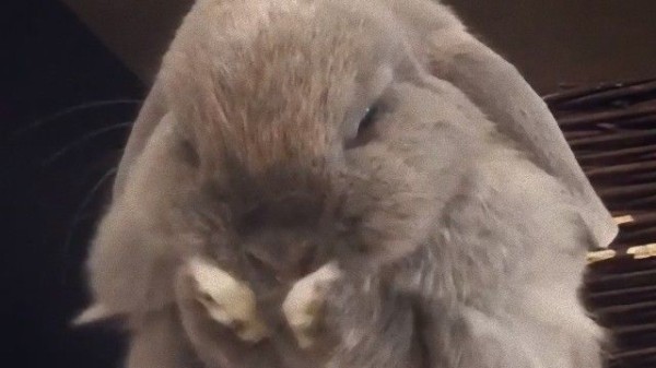 ホーランド ロップイヤーのペネロペさんのやわらかフェイシャルマッサージ マランダー