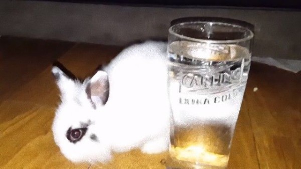 ウサギのレインさん 飼い主さんの飲んでいたグラスから一生懸命お水を飲む マランダー