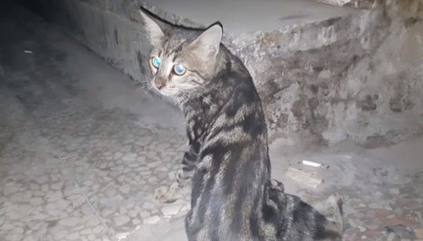 戦禍のシリアから 猫の家 再び 交通事故で大ケガをした猫を救え マランダー