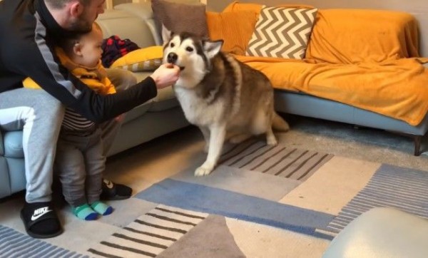 誰が一番上手にできるかな ハスキー犬と赤ちゃん 待て チャレンジの勝者はどっち マランダー