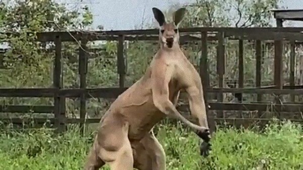 カンガルーがアップを始めたのか 天を仰ぎ マッチョポーズめいたものを披露するカンガルー マランダー