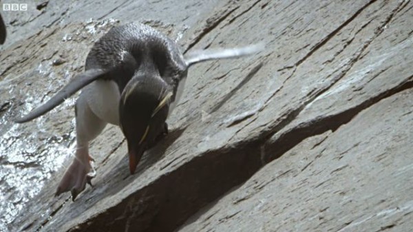 えっちらおっちら 時々つるるん イワトビペンギンの岩登りがけなげで応援したくなる マランダー