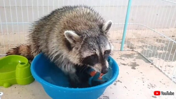 アライグマ氏 自分で汚したものはちゃんとキレイにしなくちゃね とたらいでゴシゴシ洗濯をする マランダー