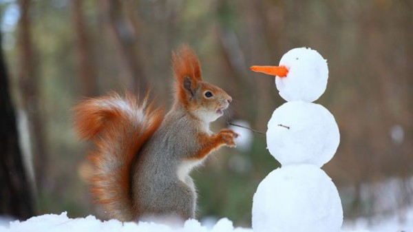 ほんとに雪合戦をしているみたい！雪の中、楽しそうに遊ぶリスたちの 