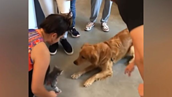 こんにちは子猫ちゃん よろしくね 生まれて初めて猫と出会った犬がハッスルしまくりな件 マランダー