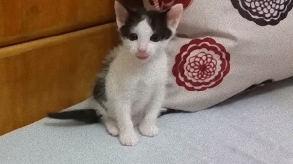 初めて子猫と遊んだパパにゃん、ママにゃんの監視付きだった : マランダー